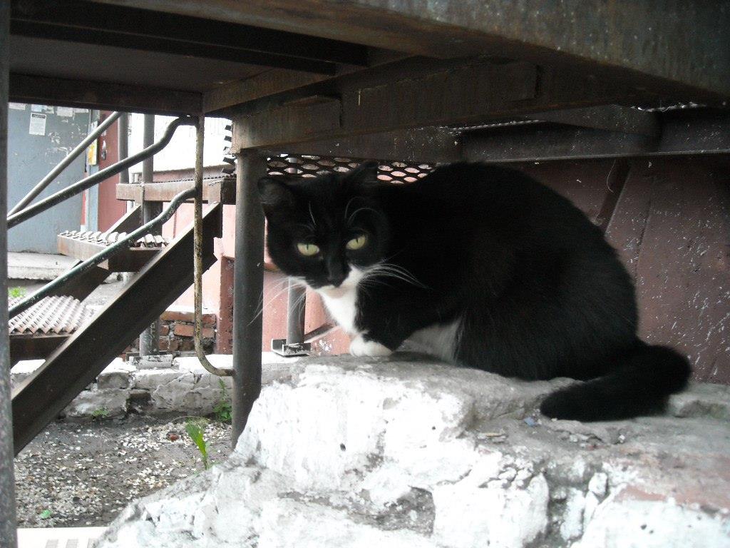 Soja_Katzen/Musja 004.jpg